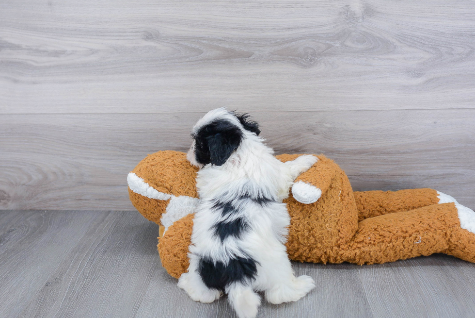 Hypoallergenic Shichon Designer Puppy