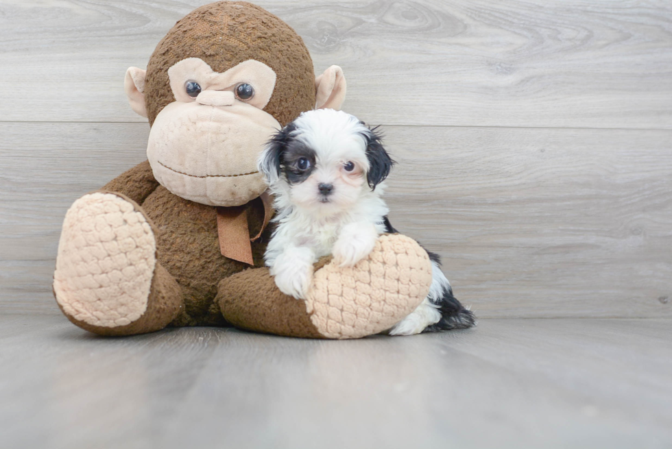 Teddy Bear Puppy for Adoption