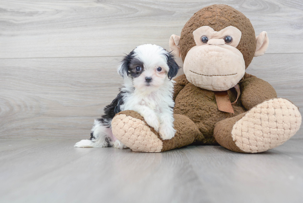 Funny Teddy Bear Designer Pup