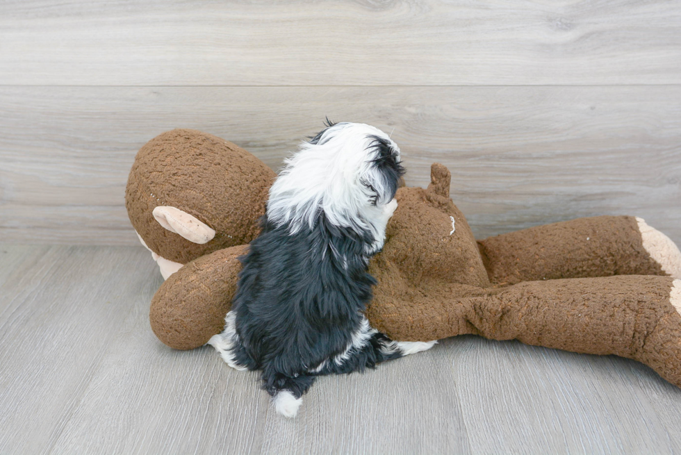 Teddy Bear Pup Being Cute