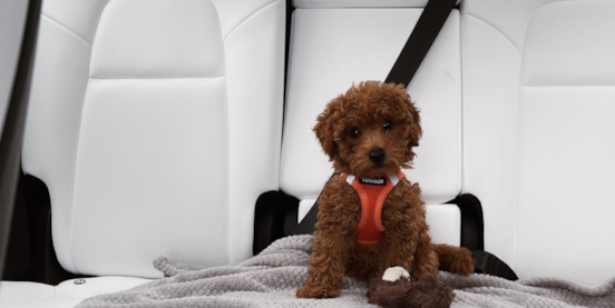 A Guide to Chocolate Mini Goldendoodles