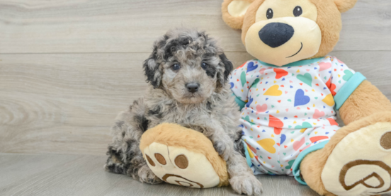 Meet the Stunning Merle Goldendoodle Mini