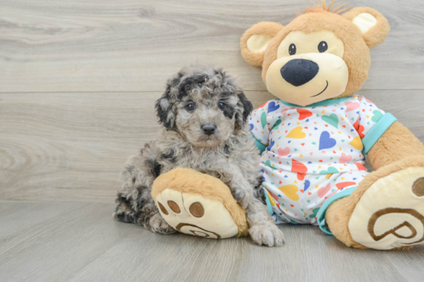The Ultimate Guide to Merle Mini Goldendoodles: Price, Pics +MORE 