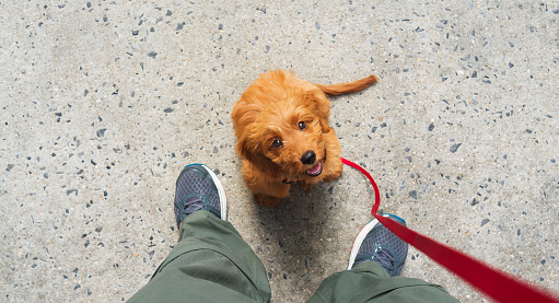 10 Common Dog Training Mistakes To Avoid