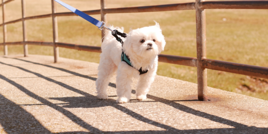Top 20 Most Adorable Maltese Mixes