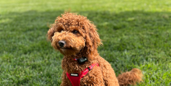 Mini Goldendoodle Pros and Cons: What You Need to Know