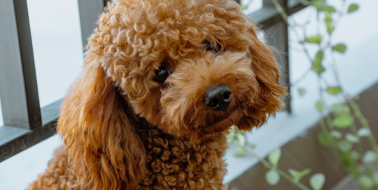 5 Reasons Why We Love Poodles 