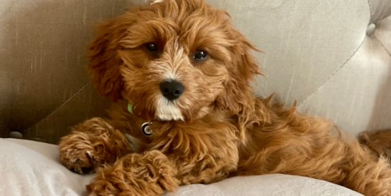 Best Cavapoo Breeders
