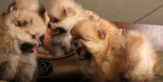 Pomeranian Colors: Exploring the Vibrant World of Pom Coats 