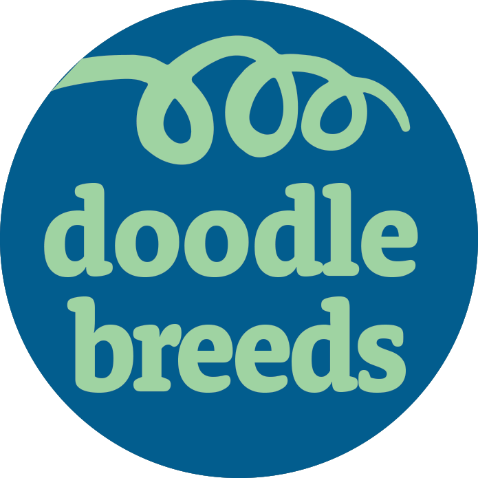 Doodle Breeds Puppy For Sale - Premier Pups