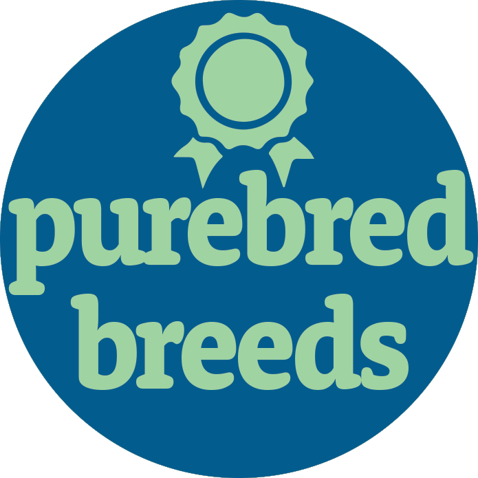 Purebred Breeds Puppy For Sale - Premier Pups