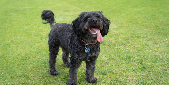 Do Cavapoos Bark A Lot?