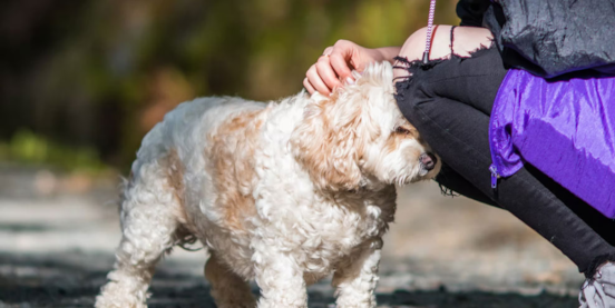 Understanding Dog Body Language