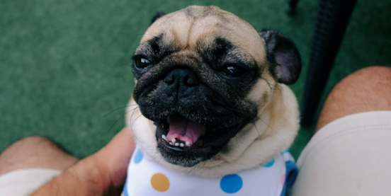 Unleash the Secrets of Brushing Puppy Teeth: Essential Guide & Tips