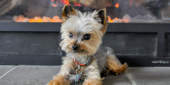 How Big Do Yorkies Get?