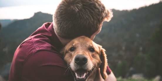 What Dogs Make the Most Loyal Companions?