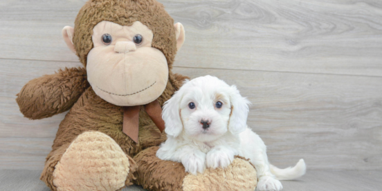 Everything you need to know about White Cavapoos 