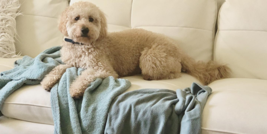 Introduction to the White Mini Goldendoodle