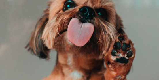 The Wonders of Canine Companionship: Understanding Why Dogs Follow Their Owners Everywhere