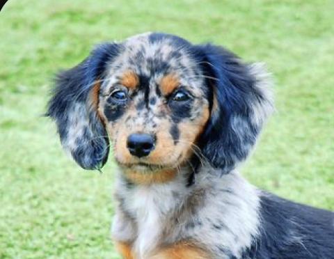 Mini Doxiedoodle Puppies For Sale - Premier Pups