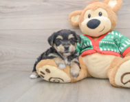 5 week old Yorkie Chon Puppy For Sale - Premier Pups