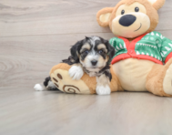 5 week old Yorkie Chon Puppy For Sale - Premier Pups