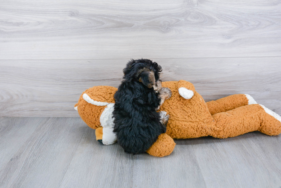 Yorkie Chon Puppy for Adoption