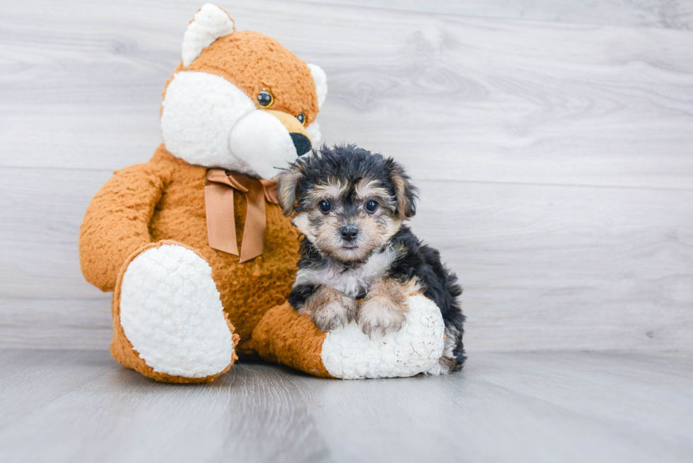 Popular Yorkie Chon Designer Pup