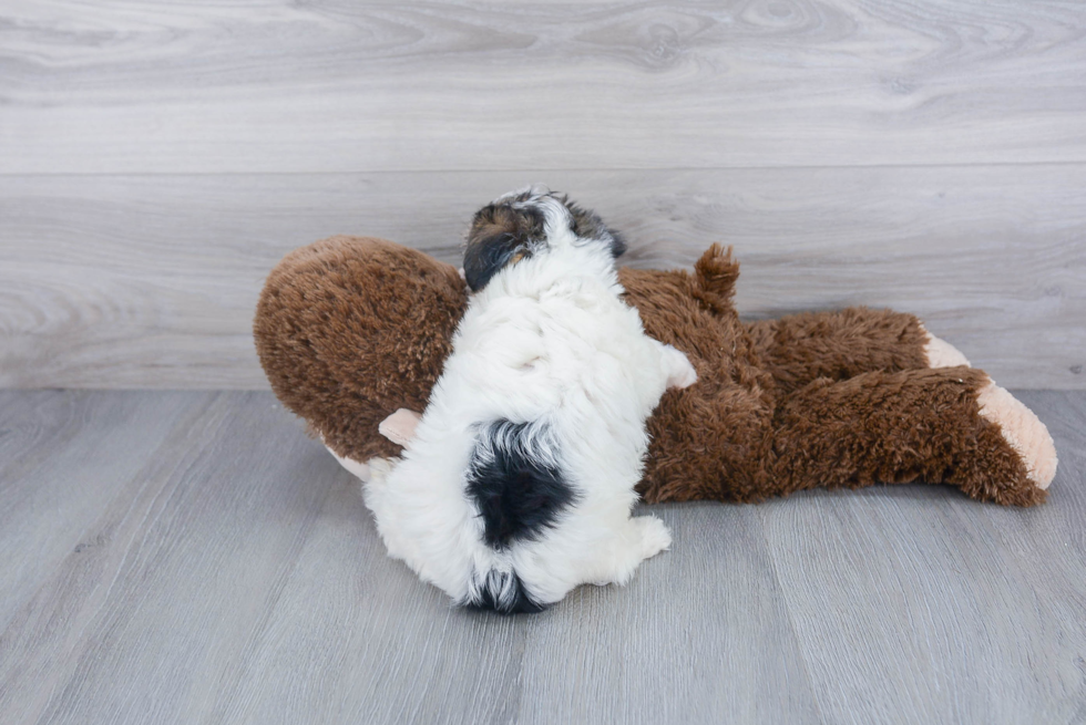 Yorkie Chon Pup Being Cute