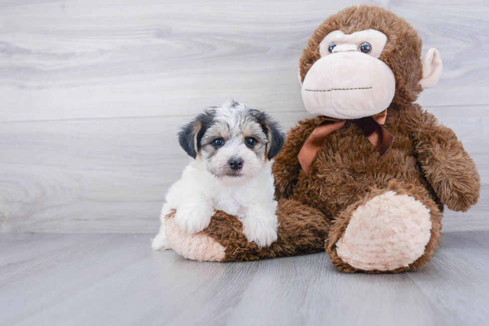 Yorkie Chon Pup Being Cute