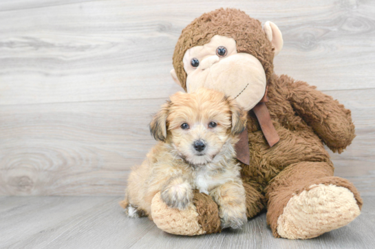 Small Yorkie Chon Baby