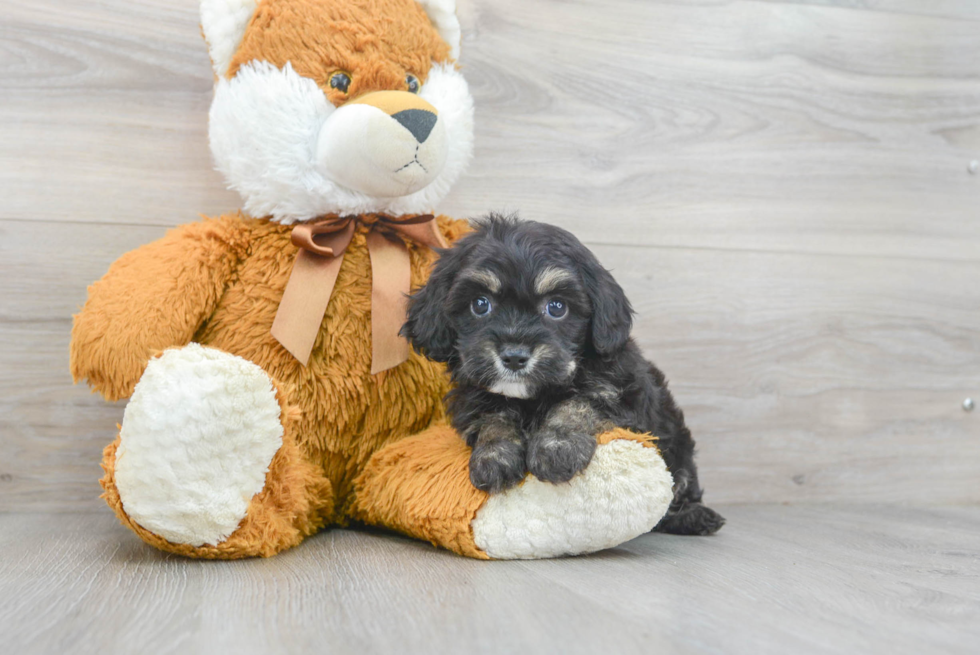 Yorkie Chon Puppy for Adoption