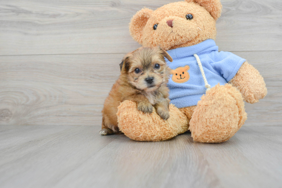 Yorkie Chon Pup Being Cute