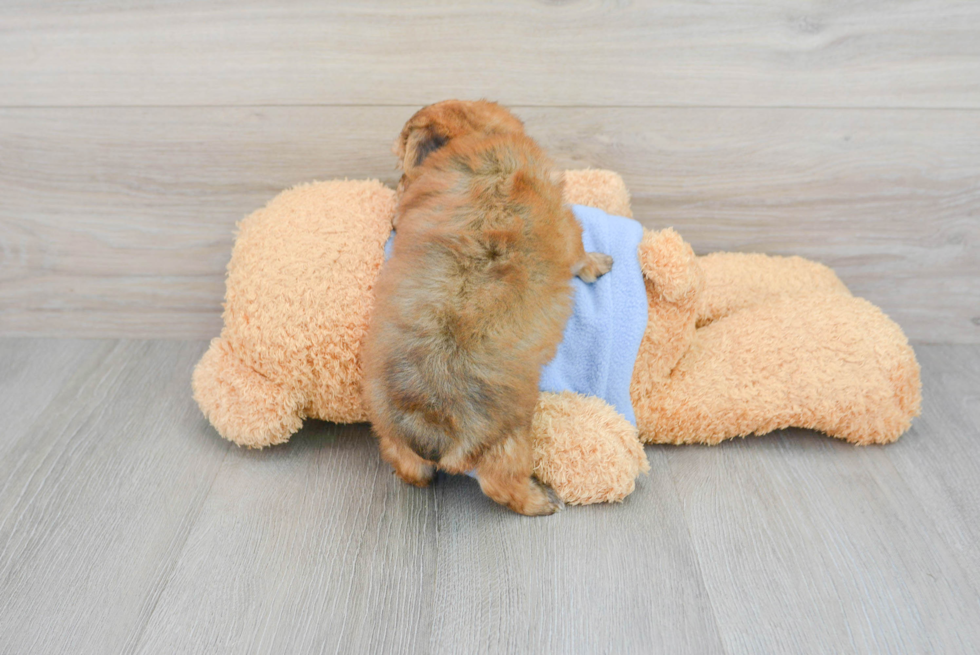 Fluffy Yorkie Chon Designer Pup