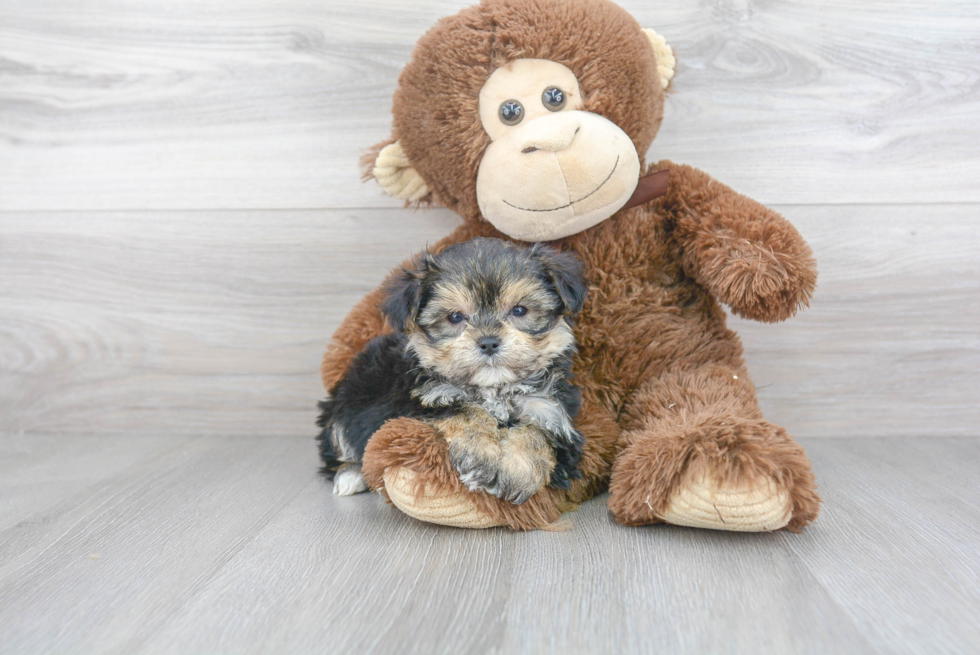 Adorable Yorkshire Frise Designer Puppy