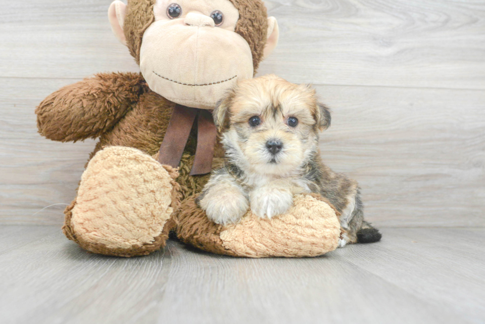 Best Yorkie Chon Baby