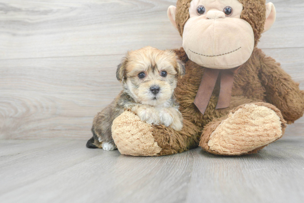 Petite Yorkie Chon Designer Pup