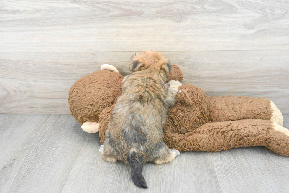 Sweet Yorkie Chon Baby