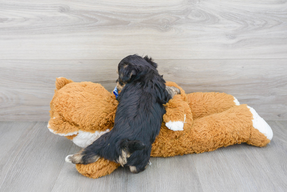 Funny Yorkie Chon Designer Pup