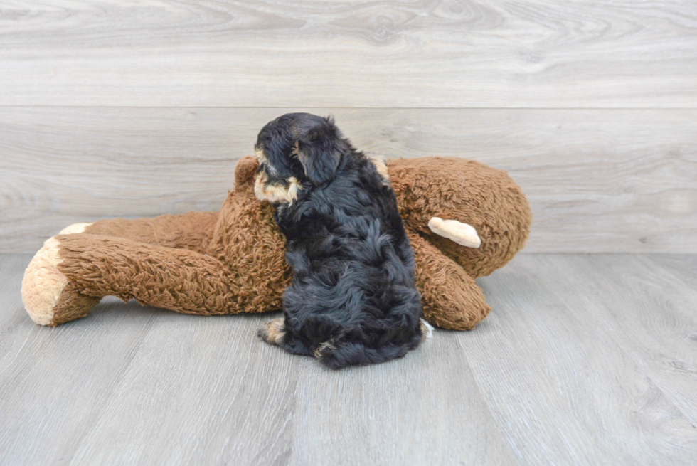 Smart Yorkie Chon Designer Pup