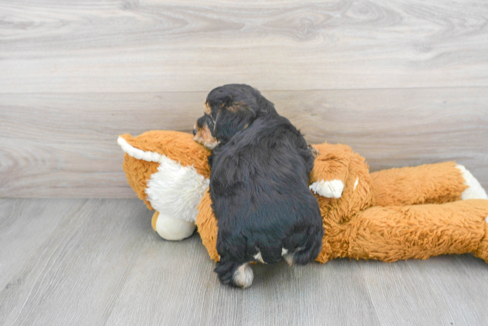 Best Yorkie Chon Baby