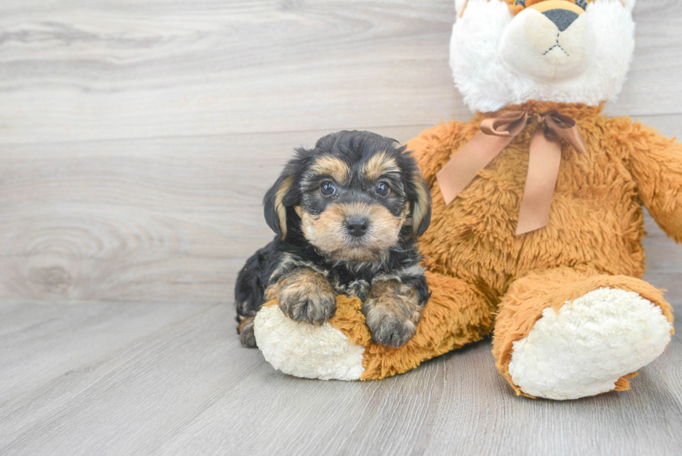 Yorkie Chon Puppy for Adoption