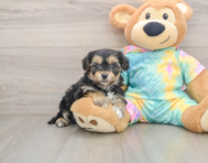 6 week old Yorkie Chon Puppy For Sale - Premier Pups