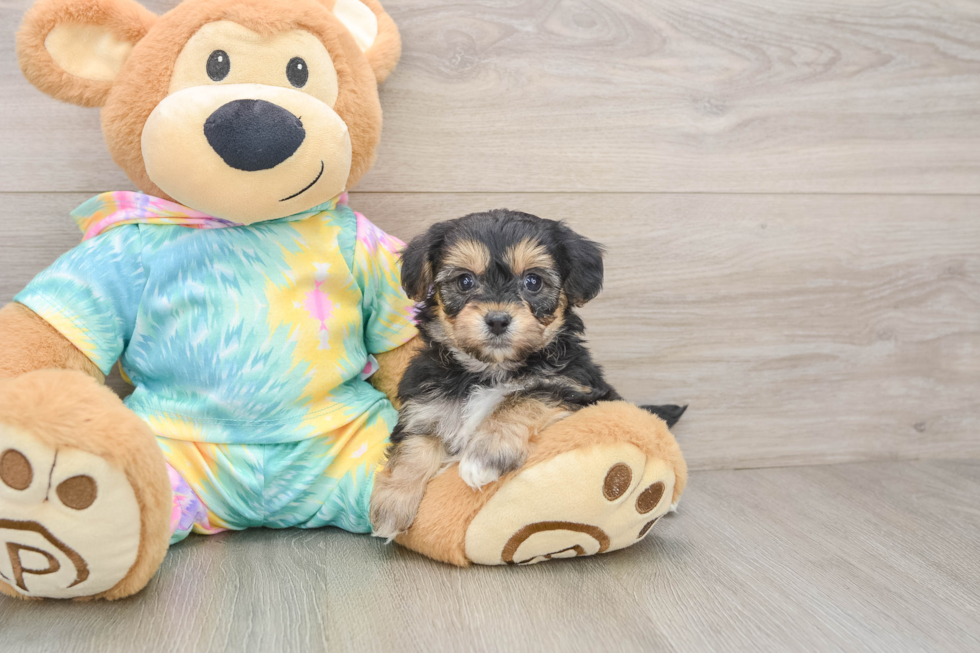 Friendly Yorkie Chon Baby