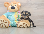 6 week old Yorkie Chon Puppy For Sale - Premier Pups