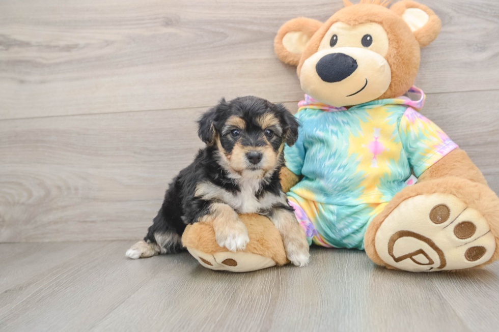 Sweet Yorkie Chon Baby