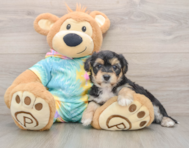 6 week old Yorkie Chon Puppy For Sale - Premier Pups