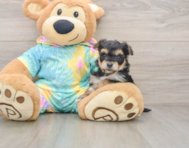9 week old Yorkie Chon Puppy For Sale - Premier Pups
