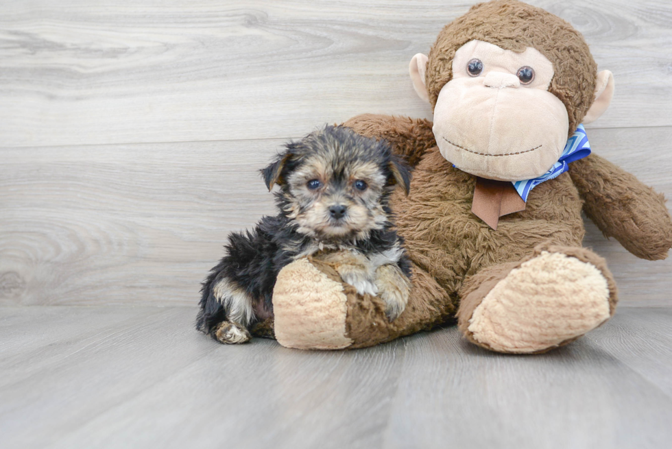 Yorkie Chon Puppy for Adoption