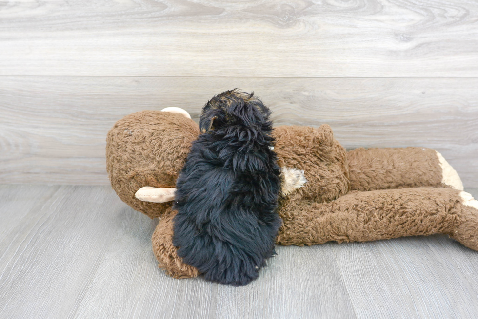 Funny Yorkie Chon Designer Pup